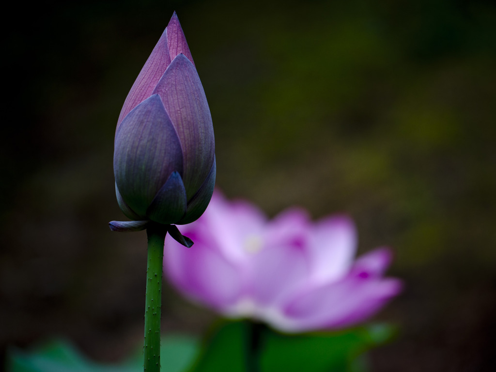 明日の華