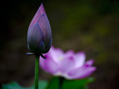明日の華