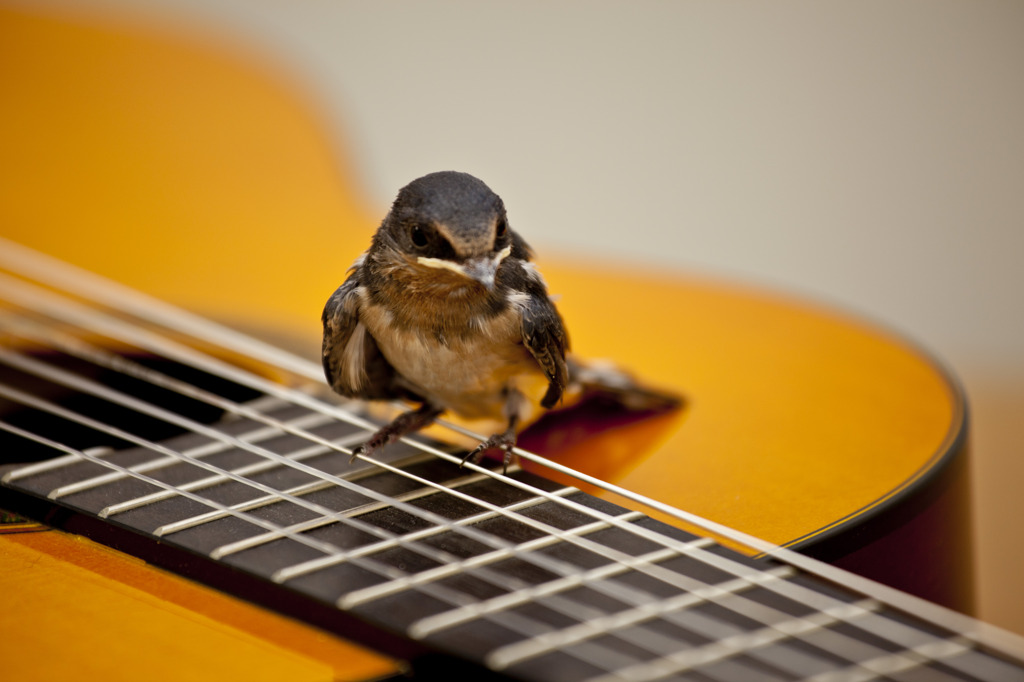 ギターに乗った渡り鳥