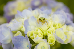 紫陽花とカエル