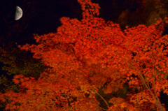 月と紅葉