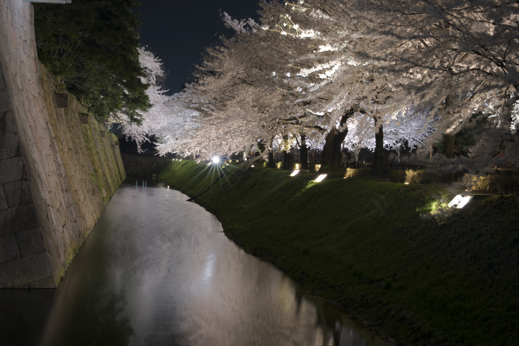 城壁と夜桜