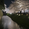 城壁と夜桜