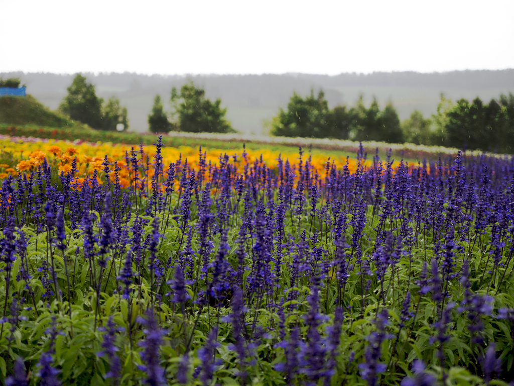 Flowers1