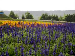 Flowers1