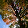 秋の陽光が秋色のカーテンをぬけて降り注ぐ