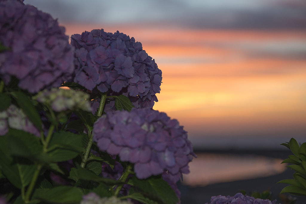 夕焼けに咲く花