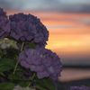 夕焼けに咲く花