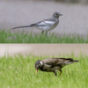 ニワの鳥