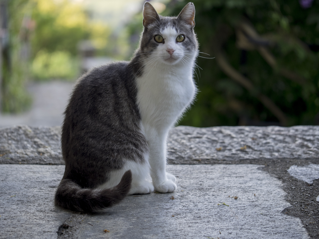 スイスの猫