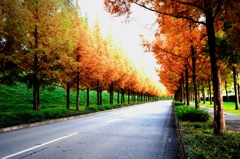 紅葉のタイムトンネル