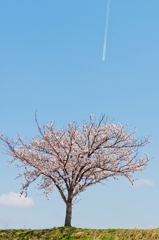 春空とサクラ