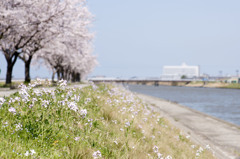 河岸の春