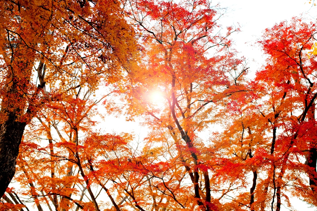 秋色に染まる空
