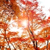 秋色に染まる空
