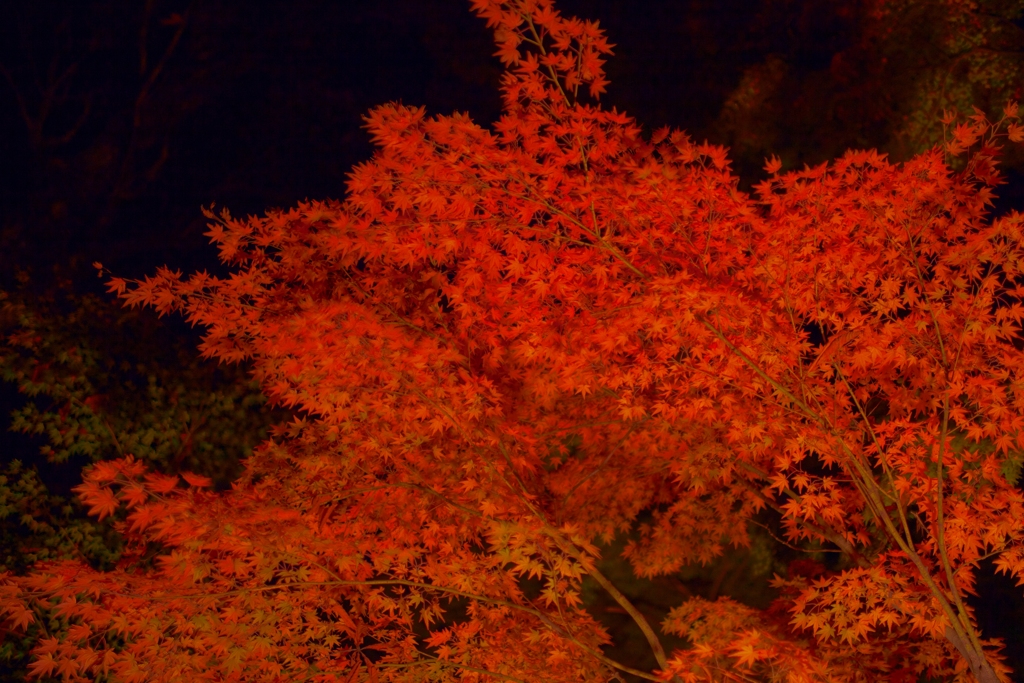 夜の闇を紅色が切り裂く