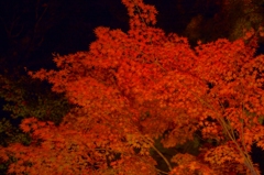 夜の闇を紅色が切り裂く