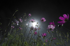 Moon Light Serenade