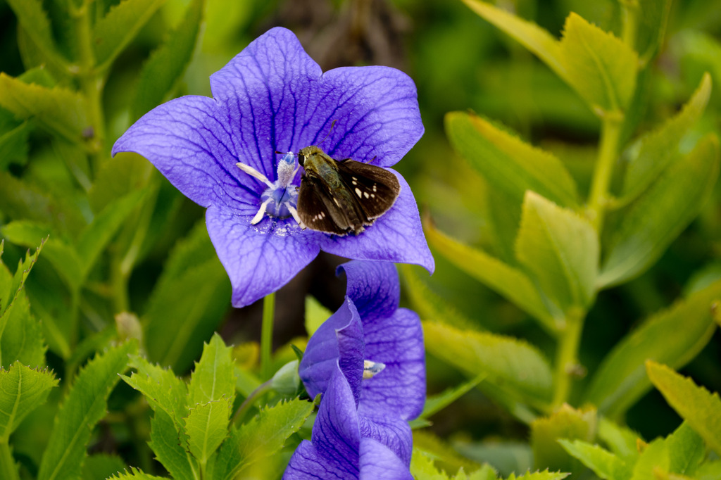 藍の花、愛の花