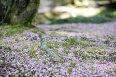 Cerise on Green