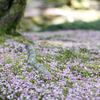 Cerise on Green