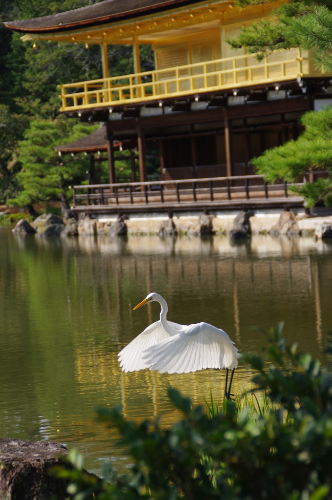 鳥撮るの楽しいかも