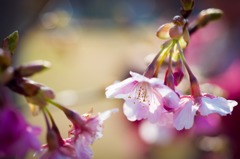 河津桜