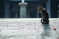 普賢寺の猫