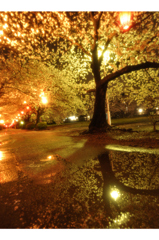 夜桜～雨上がり編