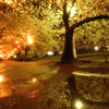 夜桜～雨上がり編