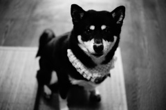 たまにはシャキっと