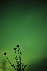 影花