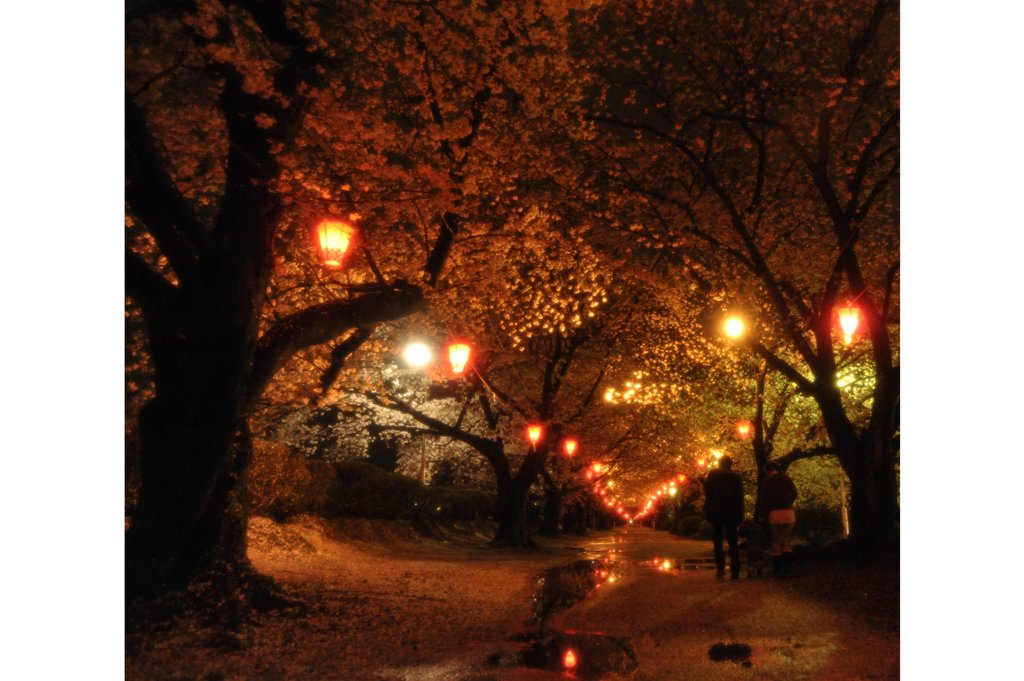 夜桜～雨上がり編2