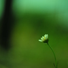 孤独花