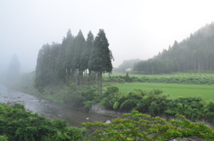 里の朝霧