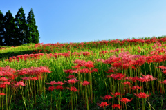 彼岸花の咲く風景