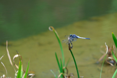 シオカラトンボ