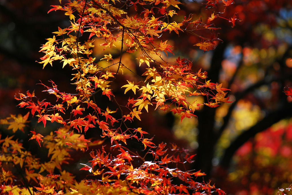 大興善寺の紅葉（１４）