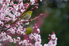 春の喜び