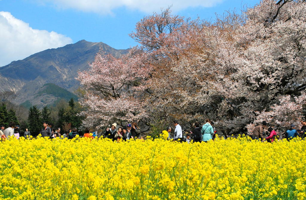 一心行の大桜（３）