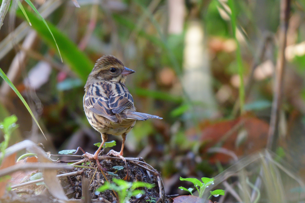 カメラのせい？