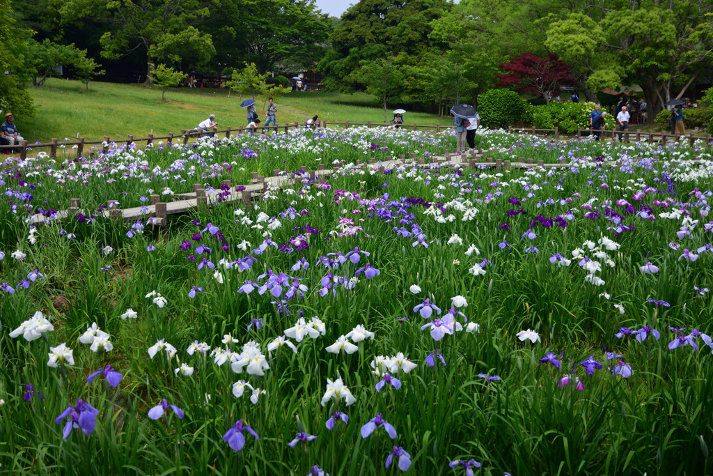 憩いの菖蒲園