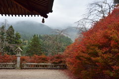 朝霧