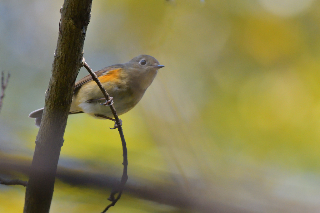 急に来たルリ嬢
