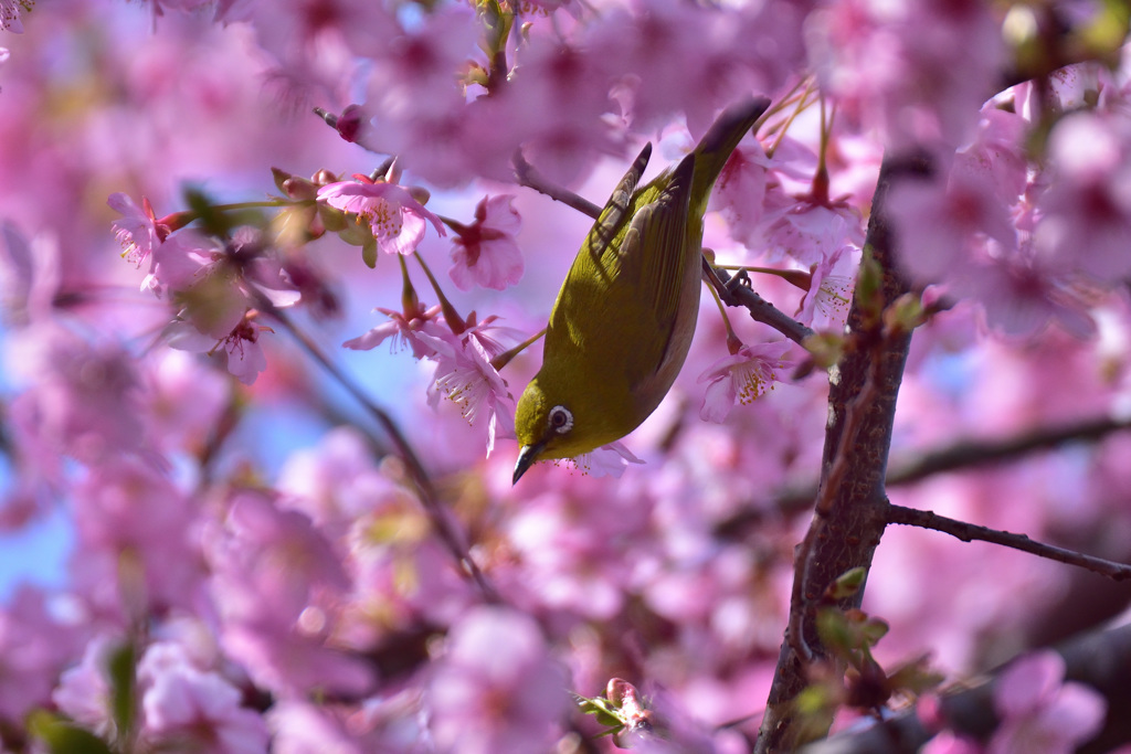 満開の桜の中で