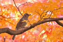 紅葉の中で