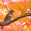 紅葉の中で