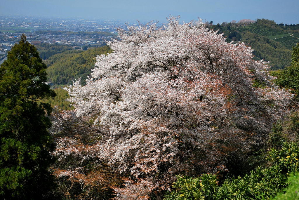 天空に咲く山桜