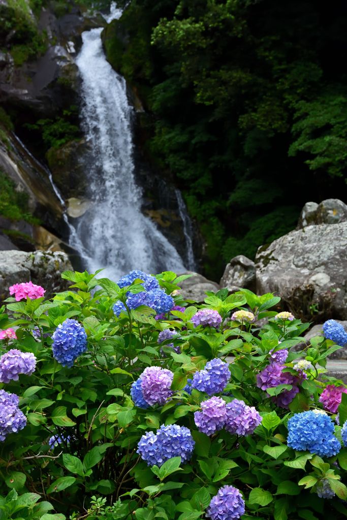 見返りの滝と紫陽花２