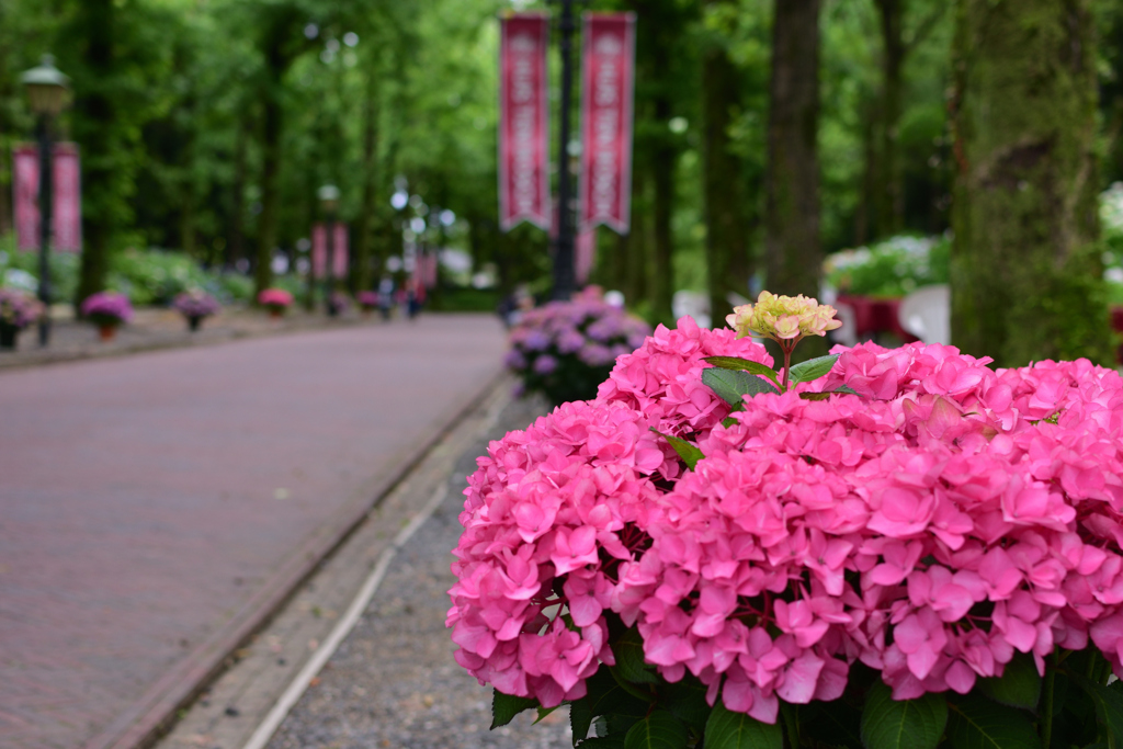 沿道沿いの紫陽花